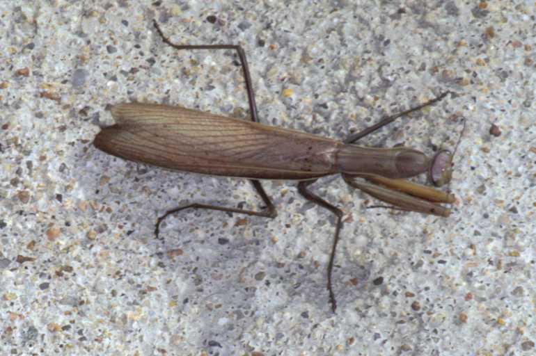 Mantis_religiosa_P1252_Z_78_Les Gris_Frankrijk.jpg